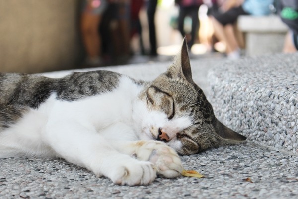 猴硐地區約有近200隻貓咪，劃分為5個區域、由5個團體分別負責。　何宜/攝