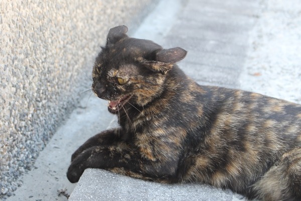 猴硐貓咪的結紮、醫療工作都在貓咪資訊站完成，新北市動保處將派12名工作人員協助。　何宜/攝