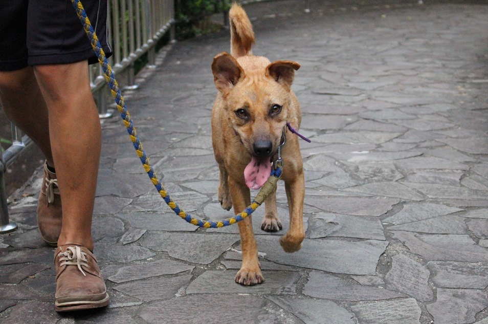 圖為東吳校犬法拉栗(送養中)。　資料照。黃靖雅/攝