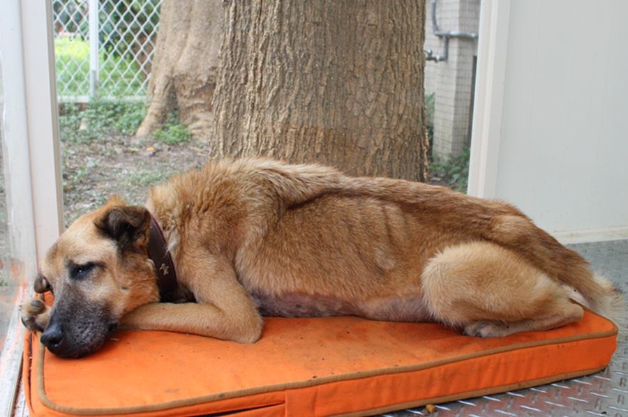 優漢現在每2個禮拜~1個月要回診,因為固定要抽腹水,腹部的毛是剃過的。 黃靖雅/攝