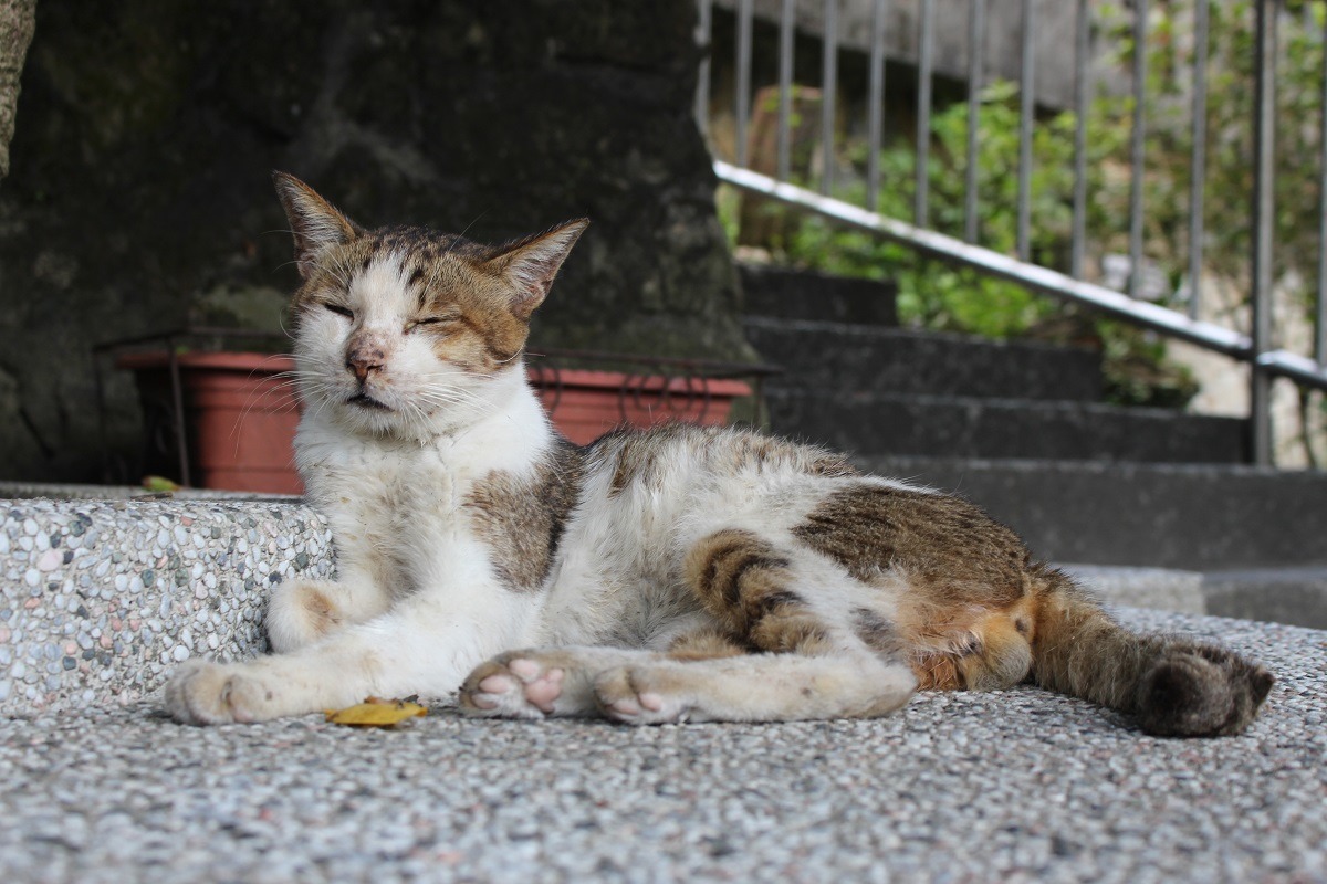 光復里里長周晉億曾透露，過去太多人到猴硐丟貓，貓群已嚴重影響社區安寧，也造成環境髒亂，認為「己所不欲，勿施於人」，飼主不該只想到自已。　資料照片(何宜/攝)