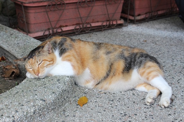 明年新北市元旦迎曙光的活動，傳將移至猴硐舉辦，引起貓奴反彈。　何宜/攝