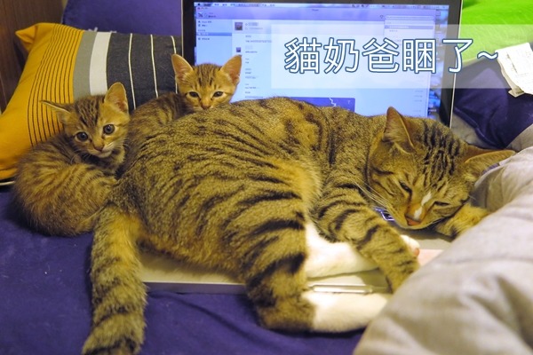 Niki和小貓感情好，依偎著睡覺。　謝宇柔/提供