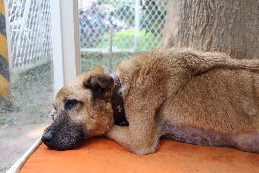 老犬專用照顧病房,不只讓校犬受益,對負責照護的同學來說也是福音。 黃靖雅/攝