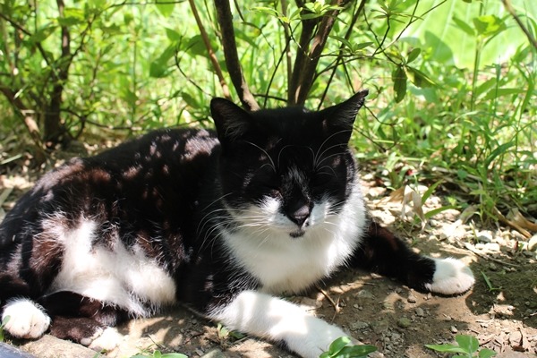 動保處的猴硐貓咪造冊管理作業，已鎖定同仁過往在猴硐觀察到的150隻貓咪。　何宜/攝