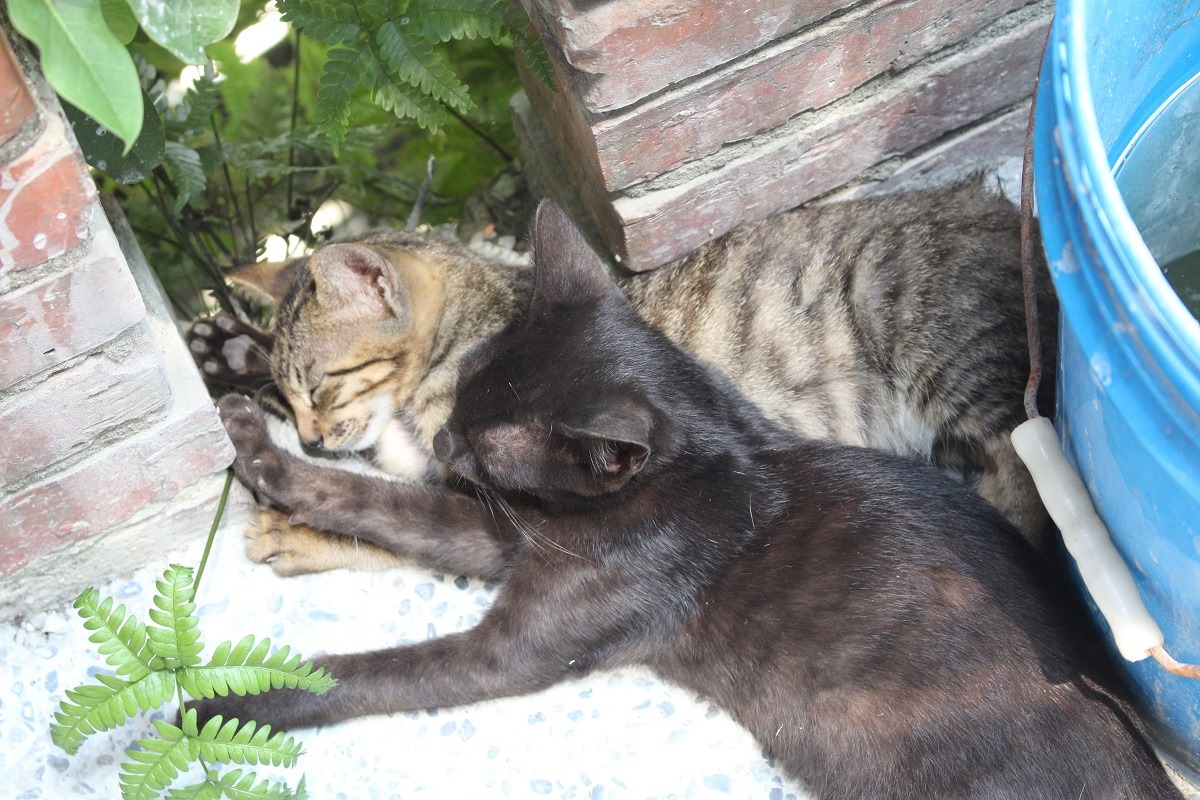 猴硐189隻街貓都已造冊完成，未來所有新出現的貓咪，皆會在施打疫苗和晶片後送養。　資料照片(何宜/攝)