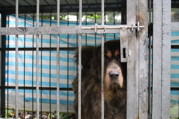 毛小孩幸福聯盟專門救援落難藏獒。　江幸芸/攝