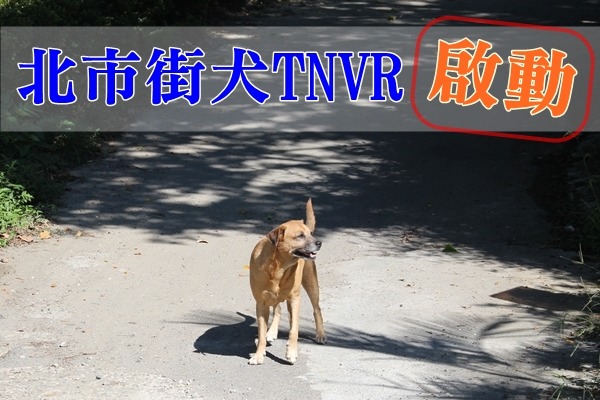 北市街犬tnvr啟動動保組織會商 社團法人中華民國保護動物協會