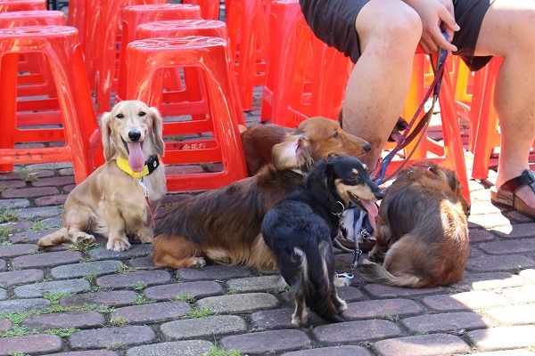 「牠們沒在看鏡頭也沒關係，你拍我就好」　黃靖雅/攝