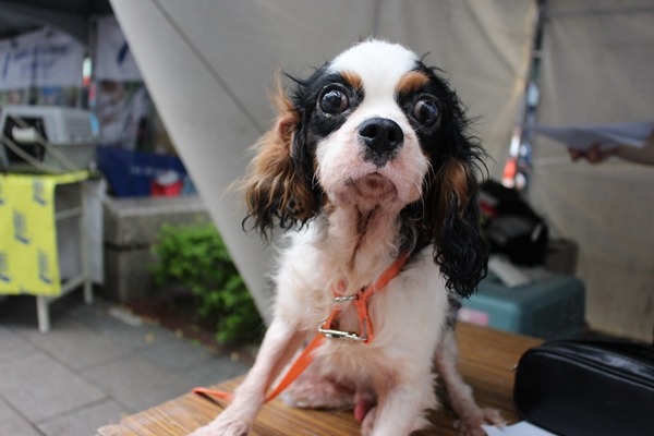 公會聯合認養攤位今天送養的查理士王小獵犬，看起來還需要花時間整理毛髮。　江幸芸/攝