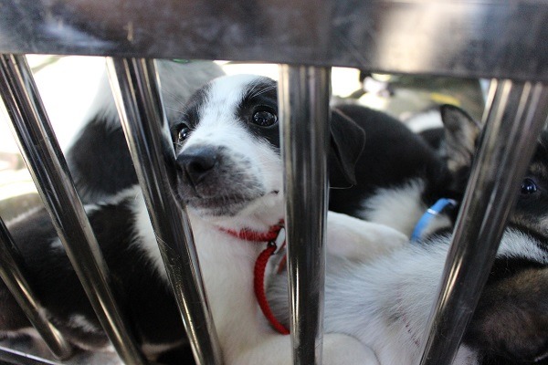 新北市動保處今天帶了數隻健康活潑的小狗到四號公園供民眾領養。　黃靖雅/攝
