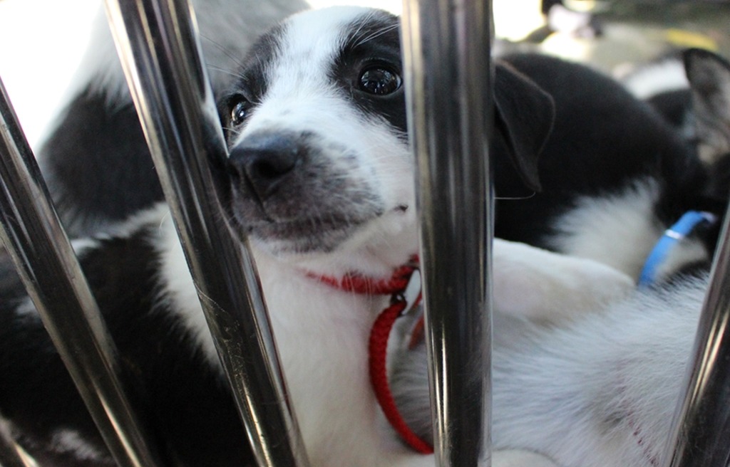 送養如果能「開發」到目前未飼養寵物的優質飼主，是最好的情況。　資料照。黃靖雅/攝