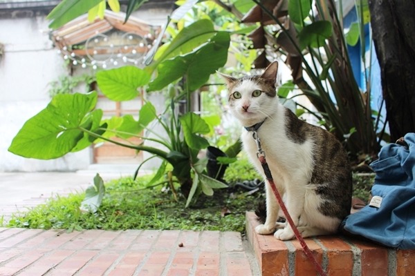 小唯習慣戶外生活,每天都要有足夠的放風時間。 江幸芸/攝