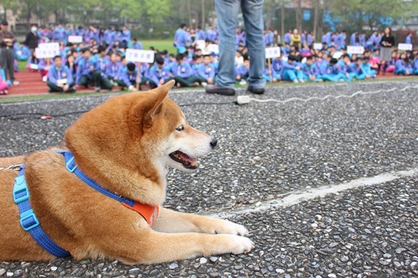 安溪國校犬可樂平常自由在校園走動,偶爾和學生一起開朝會。 江幸芸/攝