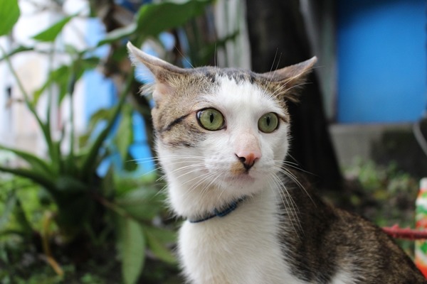 動物溝通不是萬能，飼主的要求不能違背動物生理、個性和本能。　江幸芸/攝