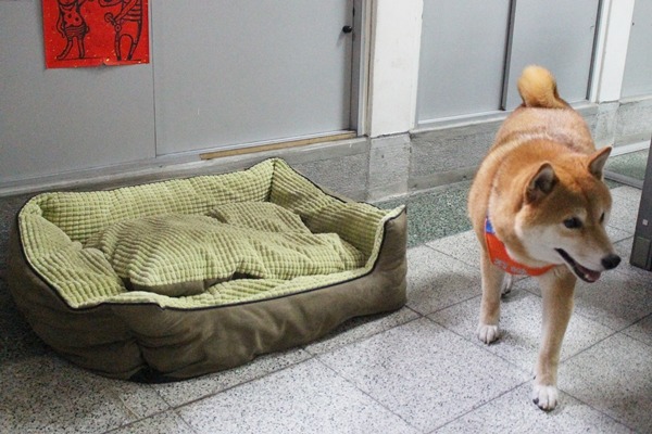 可樂的「辦公室」在總務處裡,還有床可以休息。 江幸芸/攝