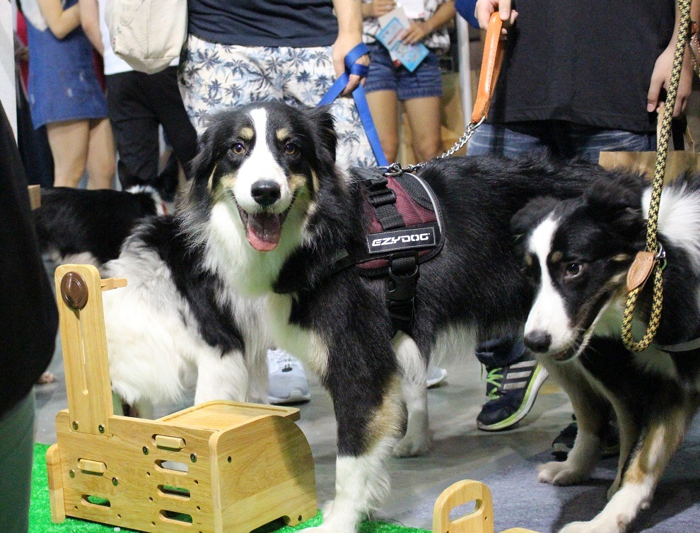 寵物展人潮眾多，狗狗也多。　黃靖雅/攝