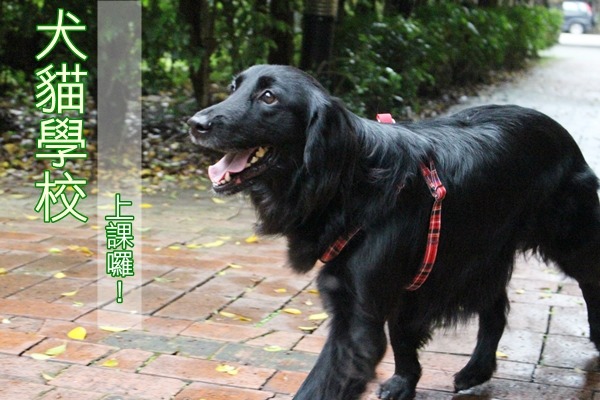 杜絕棄養從教育做起,台北市動保處在5/4-9日的公民素養周舉辦13場動物行為講座,邀請民眾免費參與。 江幸芸/攝