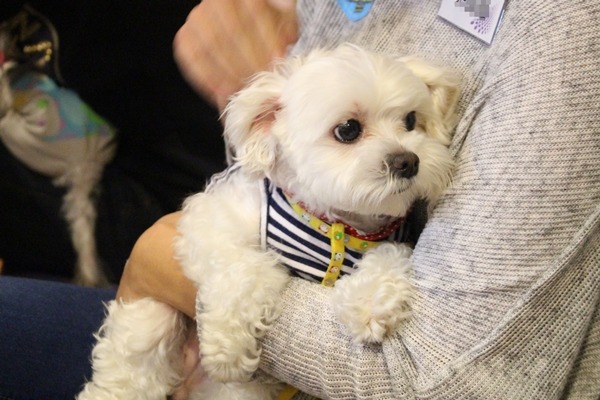 犬隻行為諮商師莊瑩珍說，狗兒的天性都差不多，後天養成才是關鍵。此為示意圖。　江幸芸/攝