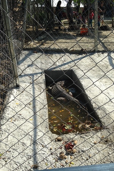 動物展演場所履傳動物受虐，如照片中的鱷魚只能在狹小空間活動。《動保法》修正草案昨通過立法院朝野黨團協商，將展演動物業納入管理。　TSPCA、動平會/提供