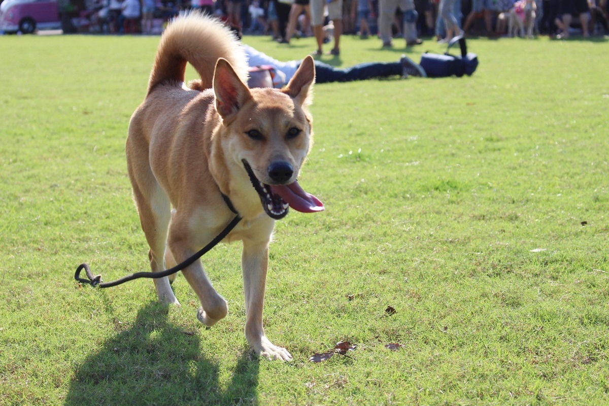 台灣米克斯犬可是令外國人愛不釋手呢！　資料照片，黃靖雅/攝
