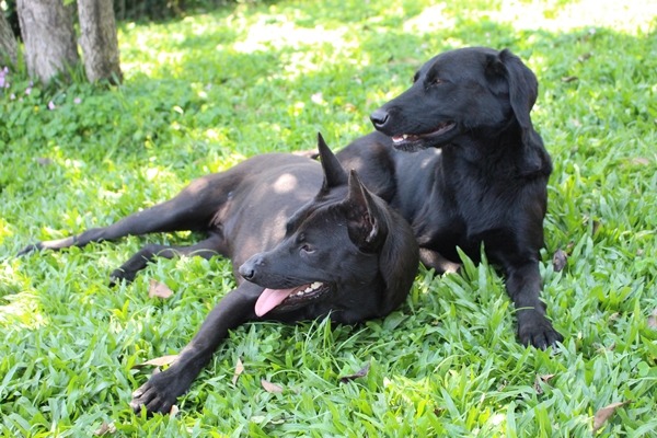 根據楊振墉的觀察,黑色米克斯的血型常是陰性。 李娉婷/攝