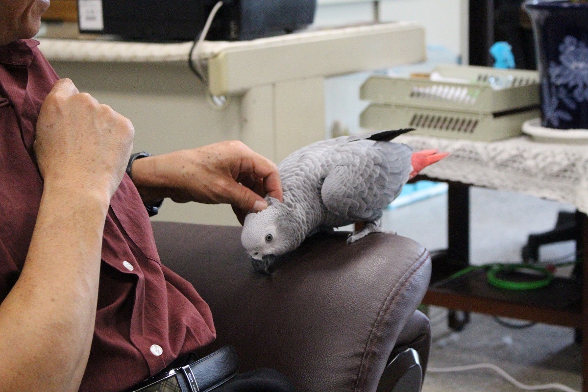 鸚鵡阿弟非常會撒嬌，喜歡人摸牠的頭。　黃靖雅/攝