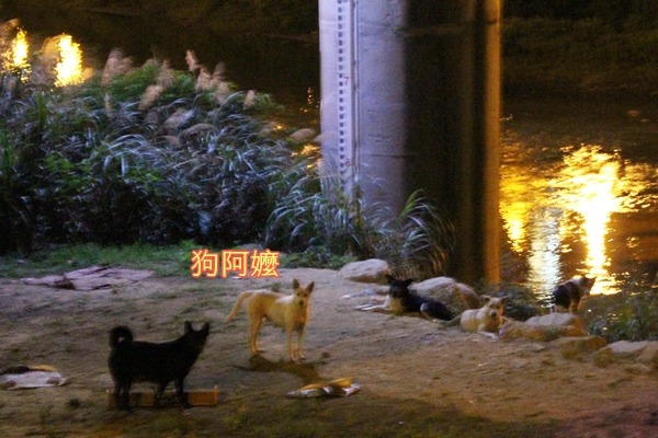 帶頭的「狗阿媽」朝人群方向警戒,相當盡責。 李娉婷/攝