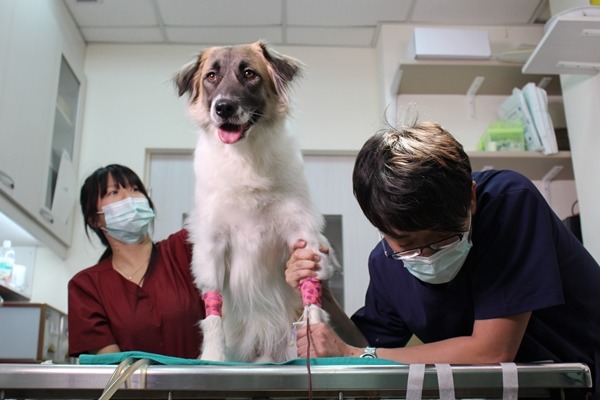 只要飼主定期做好驅蟲、點藥等基本功,培養健康的熱血狗仔並不難! 何宜/攝