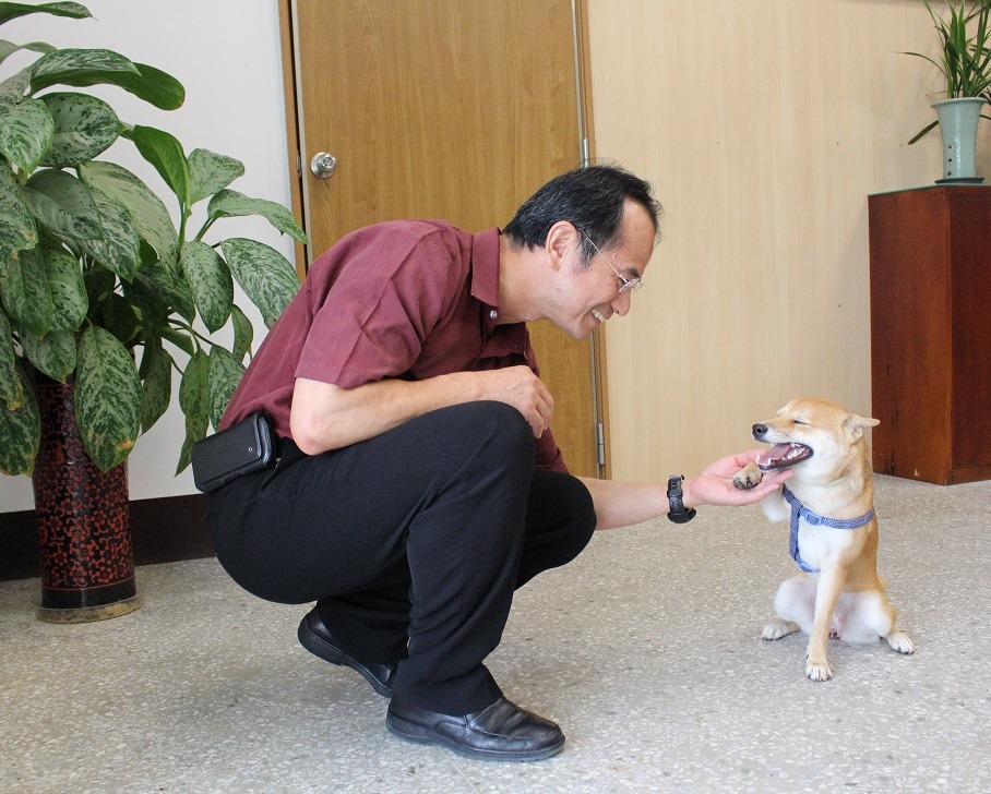 哈魯因為還小，不適合住在學校，所以由輔導老師吳佩珊，每天帶回家照顧。而為了讓牠更適合校園，校長常常留下來對哈魯進行「特訓」，所以哈魯比一般的幼犬更乖巧穩定，完全不會撲人。　黃靖雅/攝