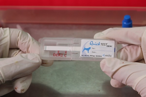 血型卡可在2-3分鐘內檢測出狗兒的血型是陽性或陰性。 何宜/攝