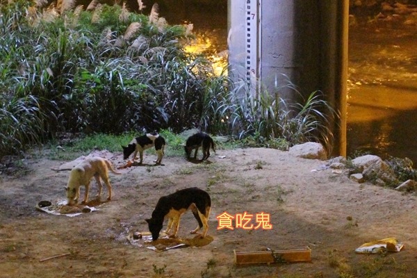 不理狗阿嬤叫喚,4隻狗兒耐不住飢餓低頭狂吃。 李娉婷/攝