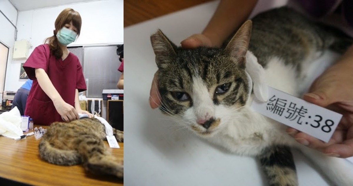 小愛咪外觀和舉止都不像街貓。　新北市動保處/提供