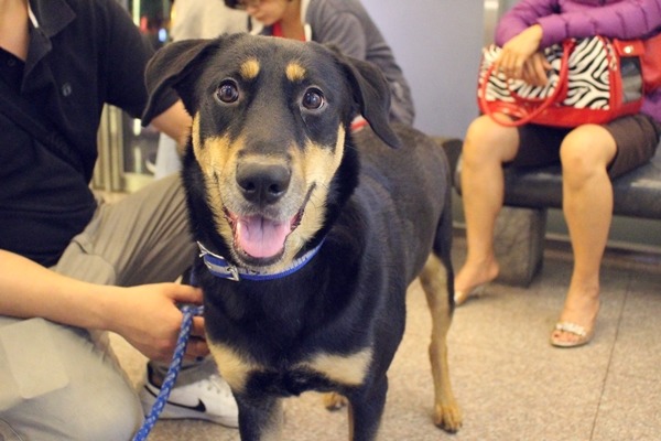 和救援團體、個人志工合作，楊振墉醫療浪犬浪貓回饋社會，狗兒「黑寶」也是毛臉臉社團救援的米克斯，超喜歡來醫院。　江幸芸/攝