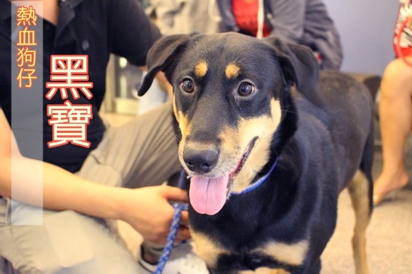 曾流浪過的黑寶身體健康、體型又大,領養人願意讓牠捐出熱血救同類! 江幸芸/攝