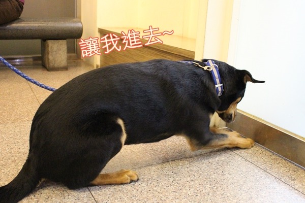 不同於其他狗兒,黑寶很喜歡來集賢愛生動物醫院,還想進診間湊熱鬧! 江幸芸/攝