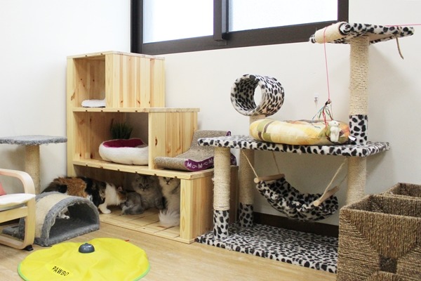 垂直可爬高、隱密可躲藏的空間才能符合喵星人天性。　江幸芸/攝