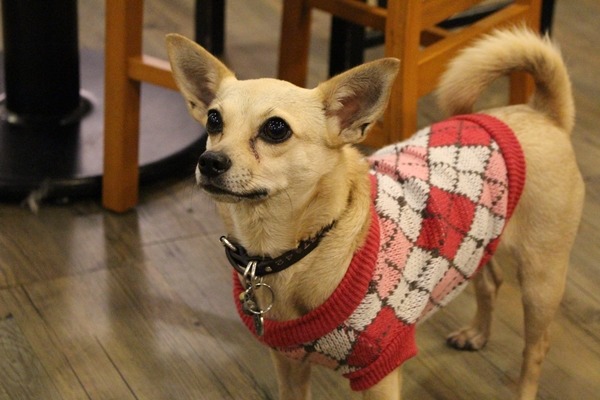 去年春節前夕被棄養的混種吉娃娃,也遇到吳建興夫妻,變成有人疼愛的家犬。 江幸芸/攝