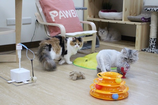 鄭喆元和夥伴投入新創公司,辦公室有間貓房,讓貓媽媽和2隻小孩入住。 江幸芸/攝