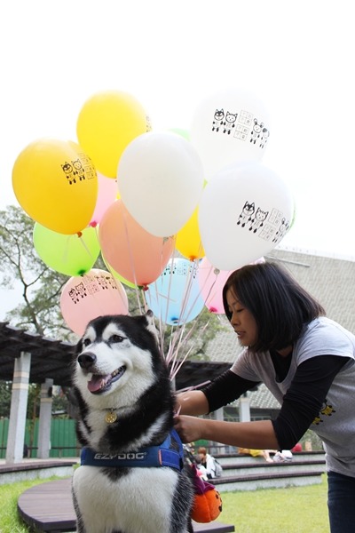 從五都候選人的政見中，可看出TNR和「領養代替購買」是較廣泛被提出的想法。　何宜/攝
