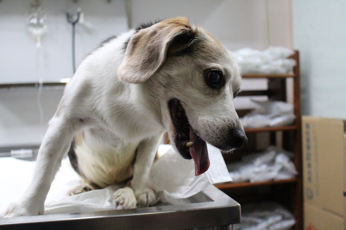 你家的狗狗絕育了嗎？　何宜/攝