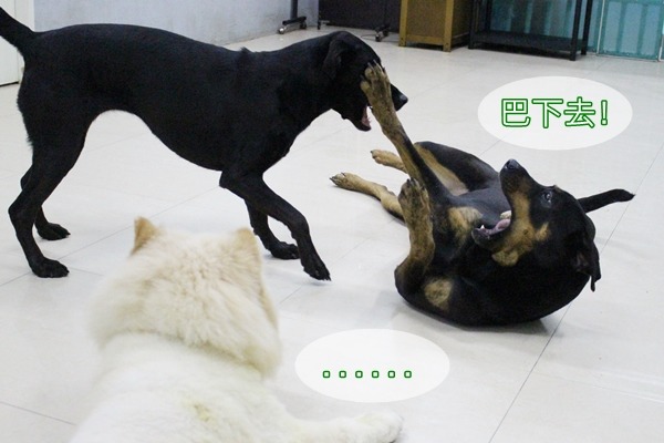 柔寶媽讓狗兒自然互動,時間到了,狗群自己會產生秩序。 江幸芸/攝