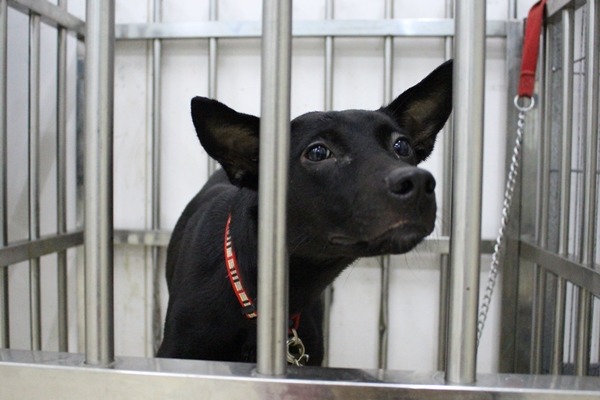 會咬人的黑色米克斯剛來到寵夢家,先在隔離籠待一陣子,看看這裡的狗兒都在做什麼。 江幸芸/攝