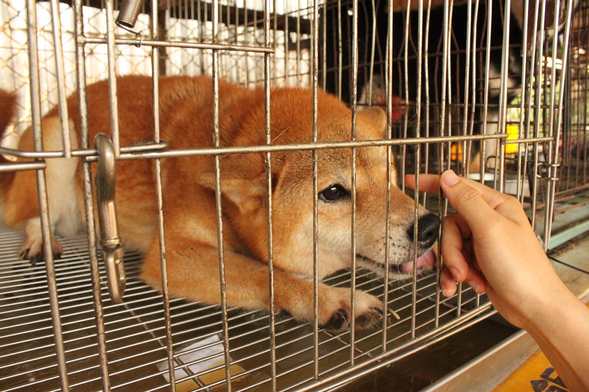 62隻柴犬未來將開放民眾領養。　新竹市動物保護防疫所/提供