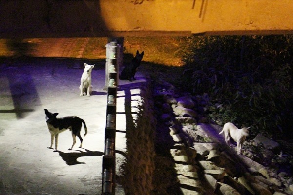 TNR捕捉浪犬相當費事,事前要做足功課、勘查地形,若是遇上連愛媽都不親的狗兒,就得花上更多時間。 何宜/攝