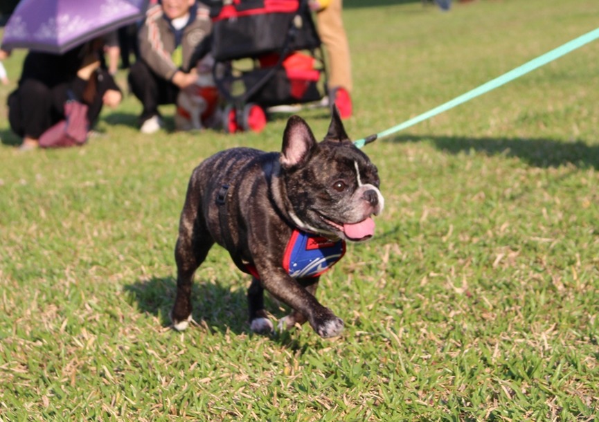 所有飼主發揮公德心、一同維護環境，才能創造對寵物更友善的環境。　示意圖，黃靖雅/攝