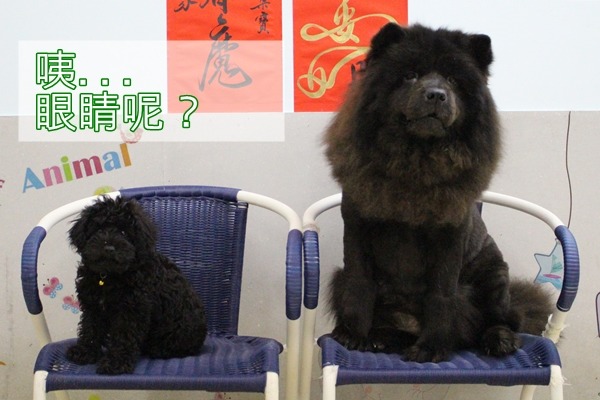 有了中途小型犬的經驗,柔寶媽發現小狗的可愛之處,最近收編了照片左邊的「點點」,跟鬆獅一樣都是黑色,找找牠們眼睛在哪裡? 江幸芸/攝