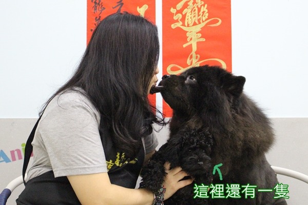 柔寶媽跟愛犬感情好,不太撒嬌的鬆獅還會跟她親親。 江幸芸/攝