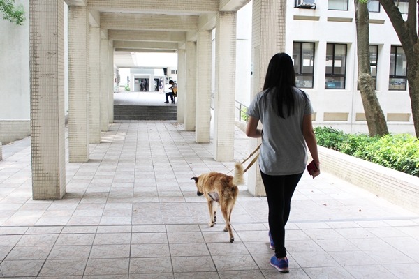 學生組成北護校犬志工隊，每天定時餵食、遛狗。　江幸芸/攝