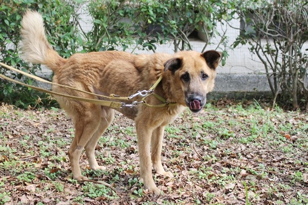 優漢生病之後,體重僅剩15、16公斤,看到食物仍是很有精神。 江幸芸/攝